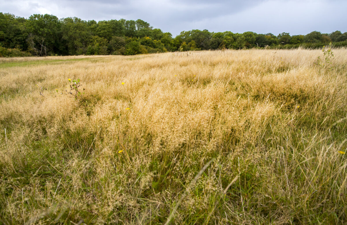 Grassland