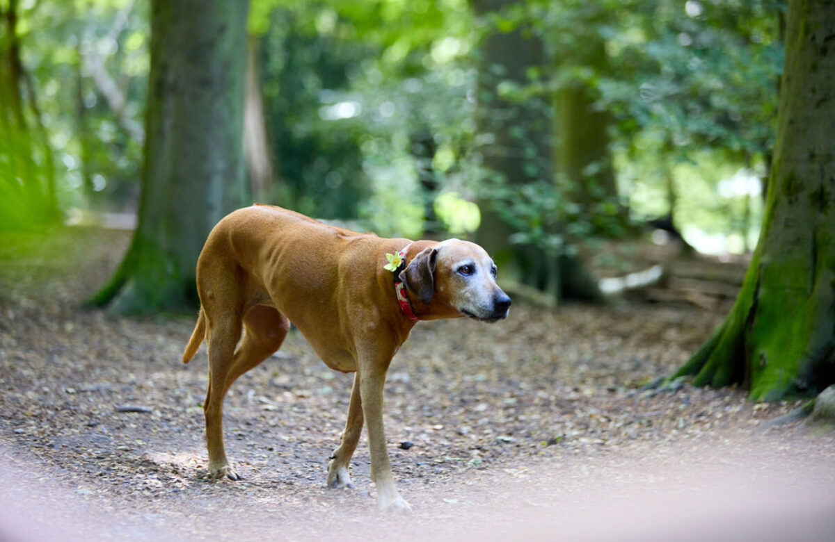 EE Thorndon Weald 24 0077