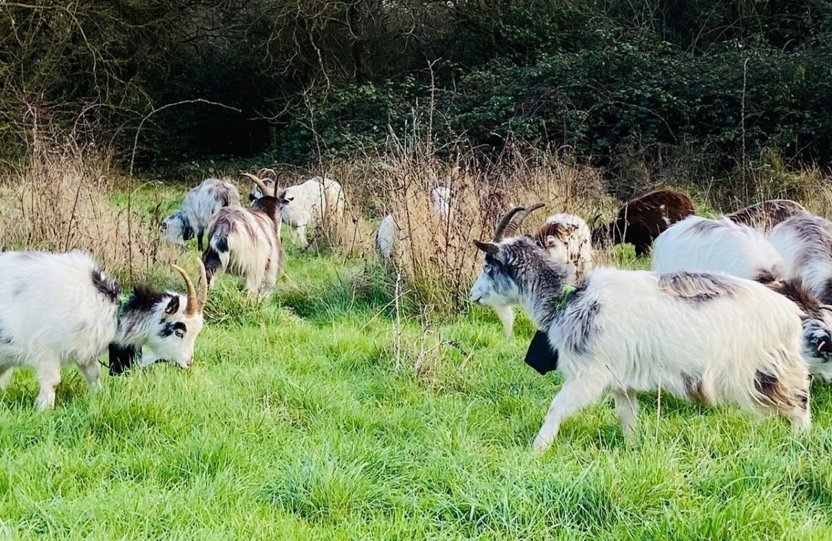 Hadleigh goat herd Jan 22