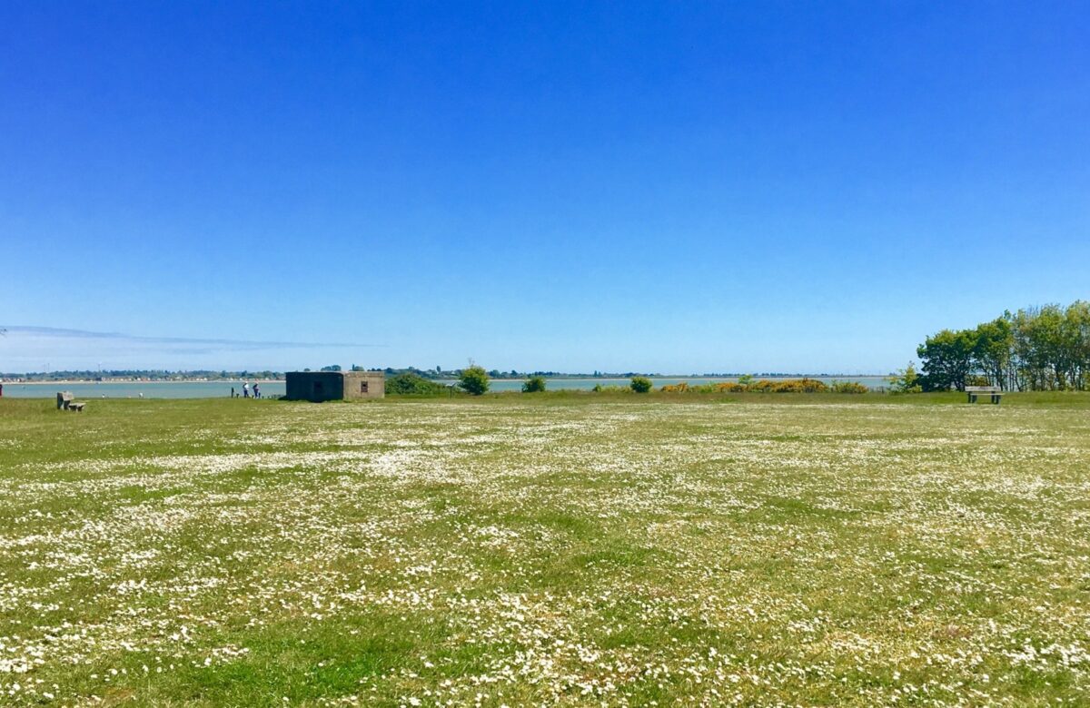 An open area of grassland on a sunny day