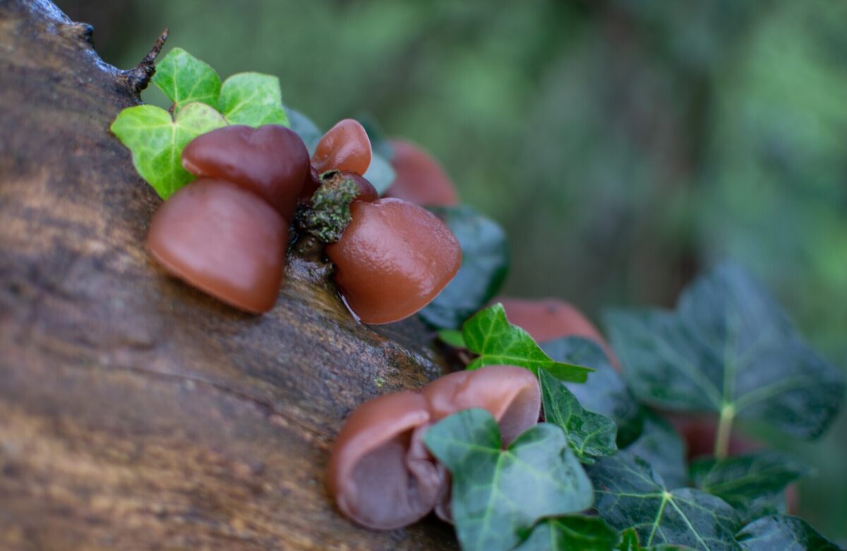Jelly Ear