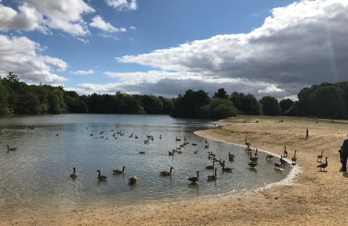 Lake and Geese