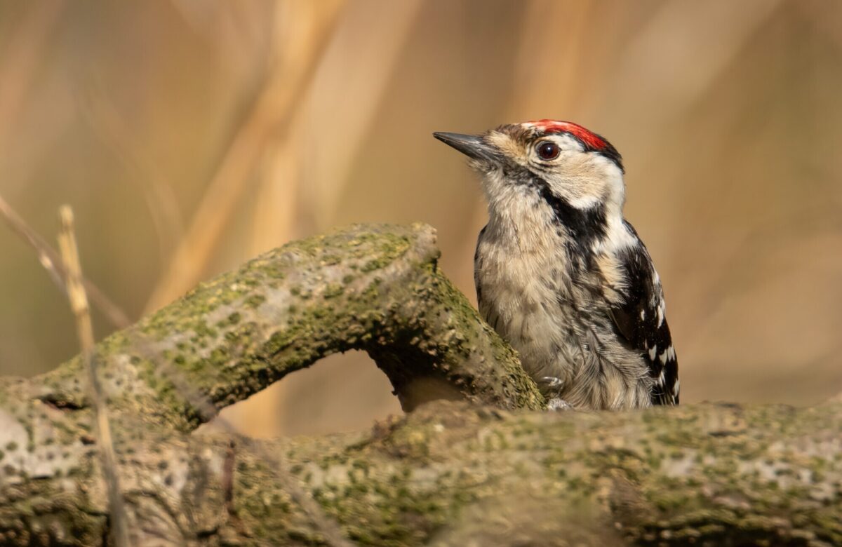 Lesser Spotted Woodpecker