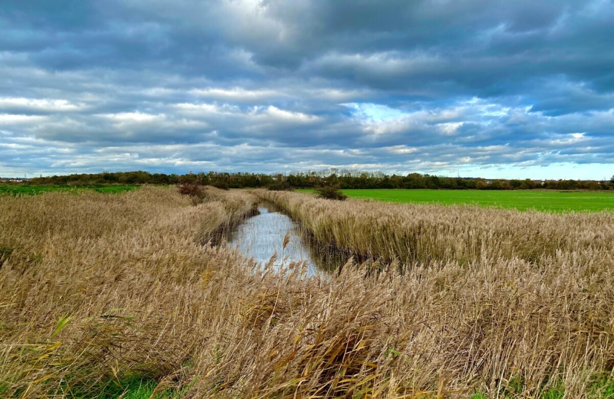 Marsh farm Nov 20 SF