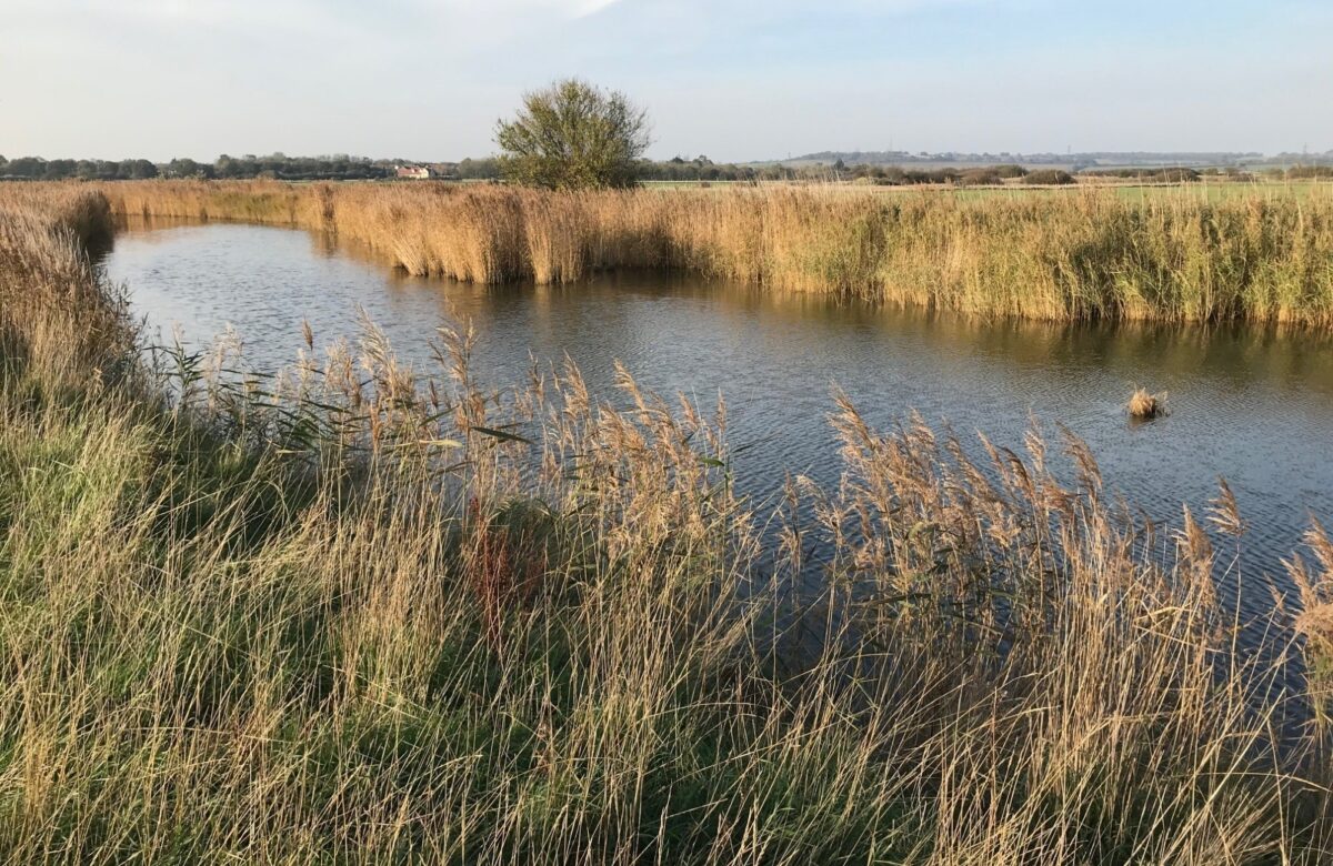 Marsh farm reed lined water