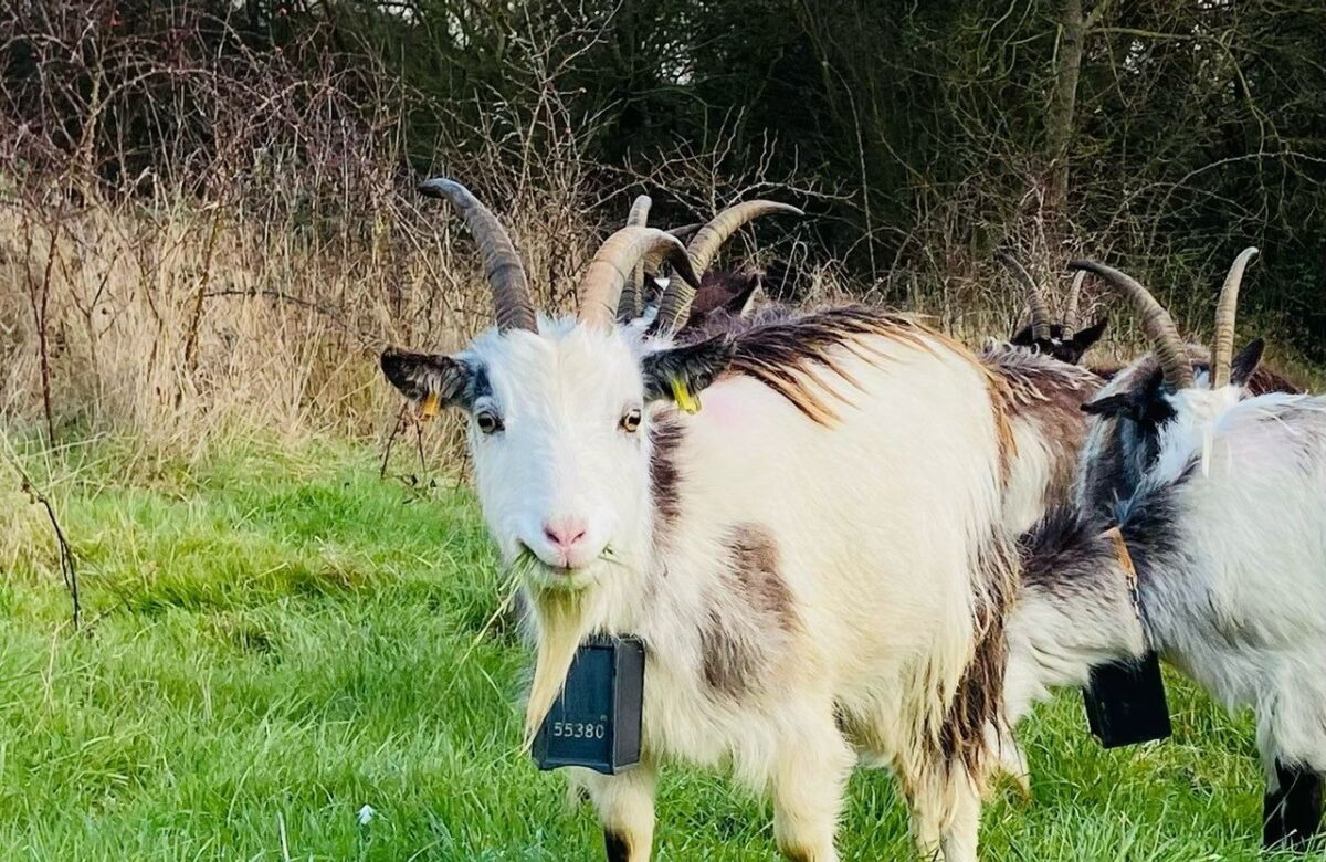 New goats arriving Jan 22