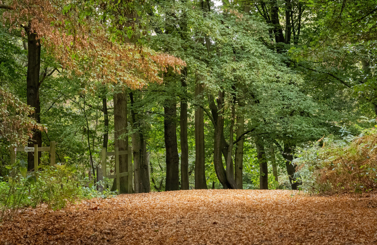 A Path Less Travelled