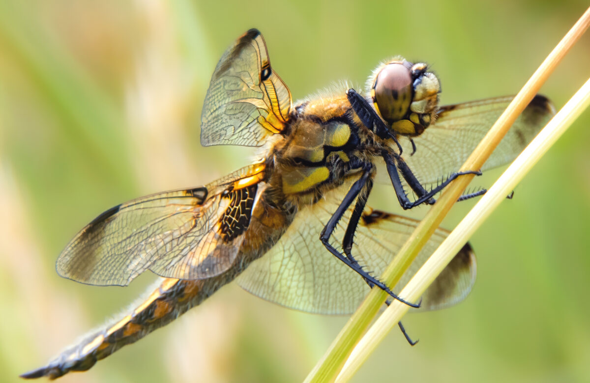 OM1 Four Spotted Chaser Meadow Insta SW213