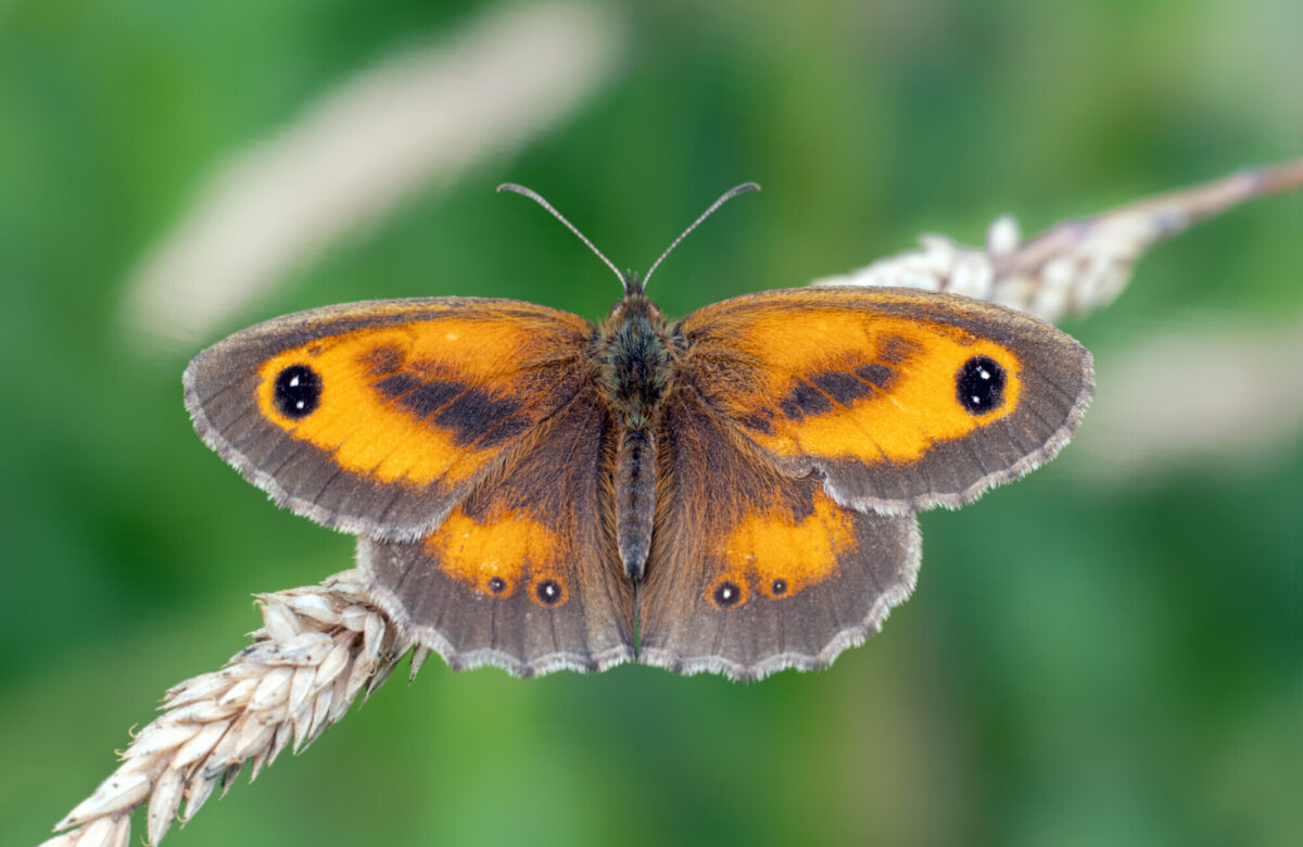 OM1 Gate Keeper Butterfly 6x4 Hi Res ET CL SW477