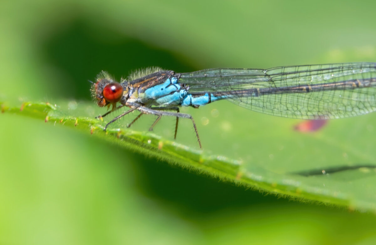 OM1 Small Red Eyed Damselfly SW224