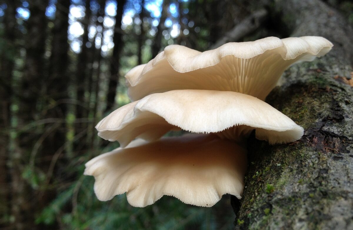 Ouster mushroom