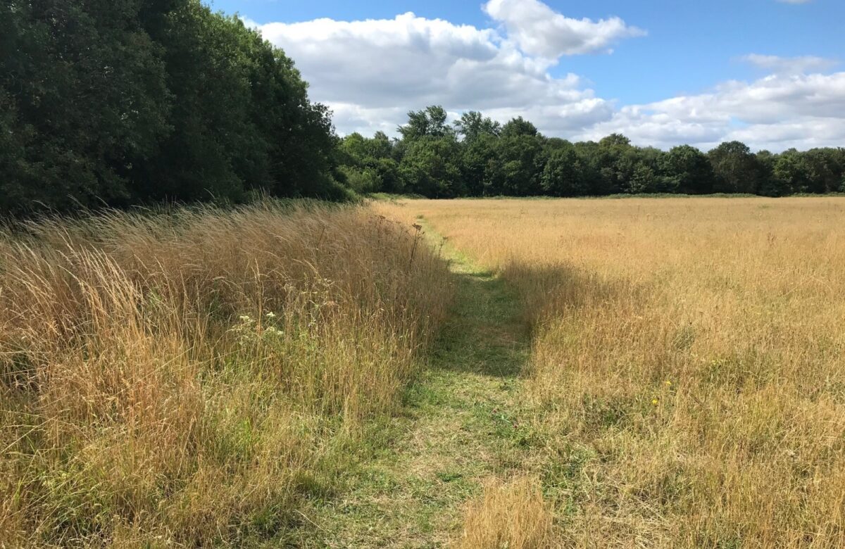 Path through meadow