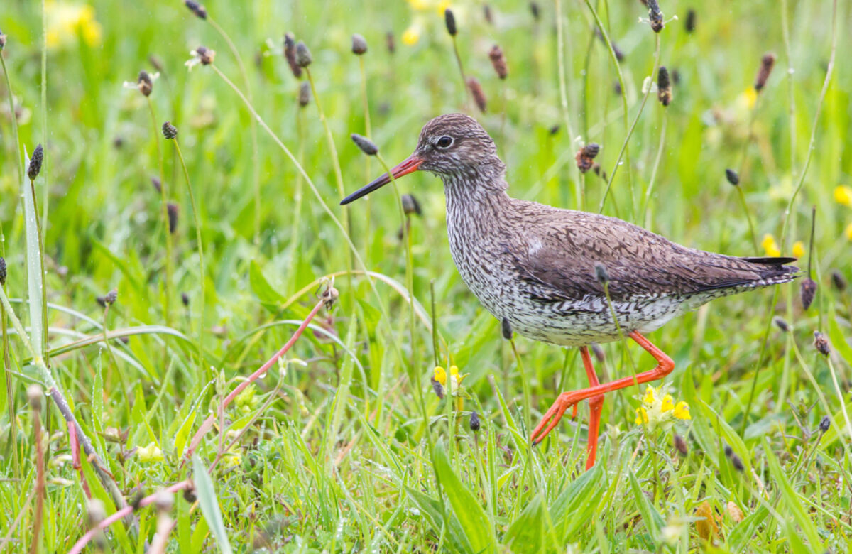 Redshank in field