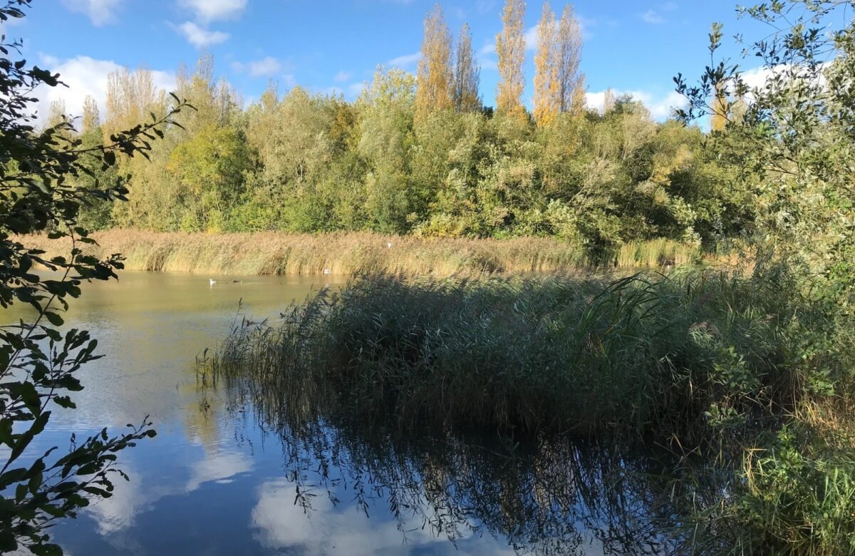 Reeds at Great Notley Lake