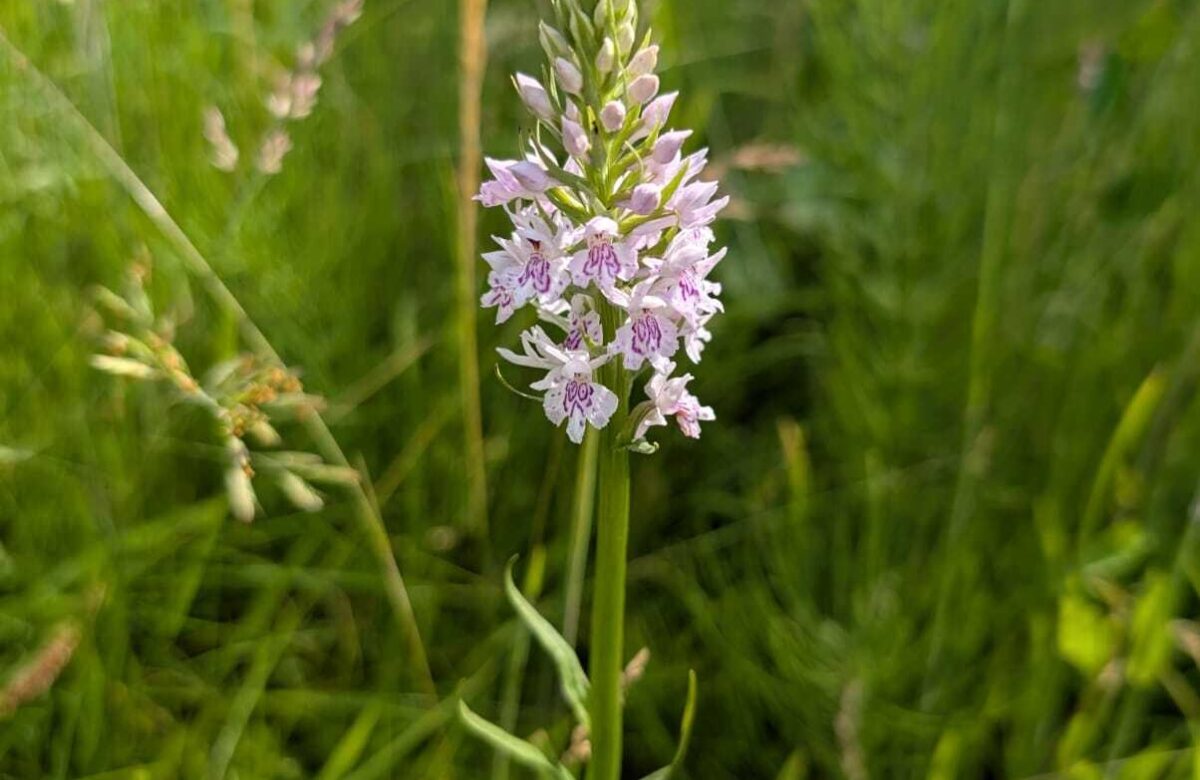Rob Goodrick Common Spotted Orchid June 2025