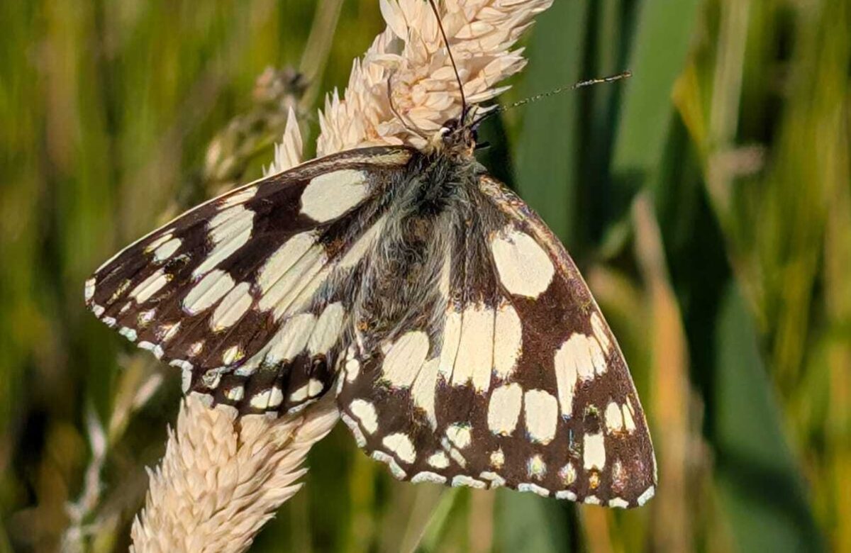 Rob Goodrick Marbled White
