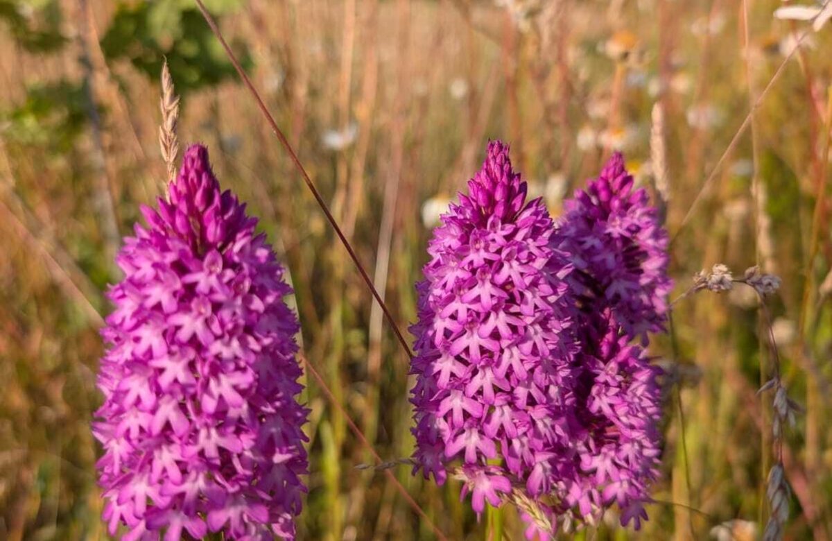 Rob Goodrick Pyramidal Orchid June 2025