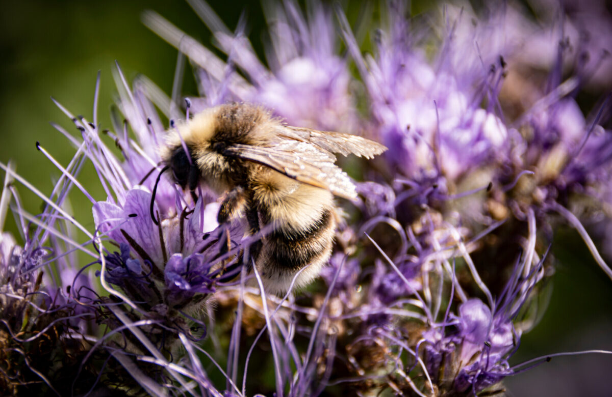 Shrill Carder Bee