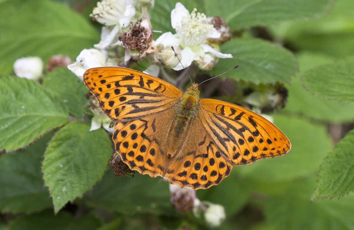 Silver Washed Fritillary