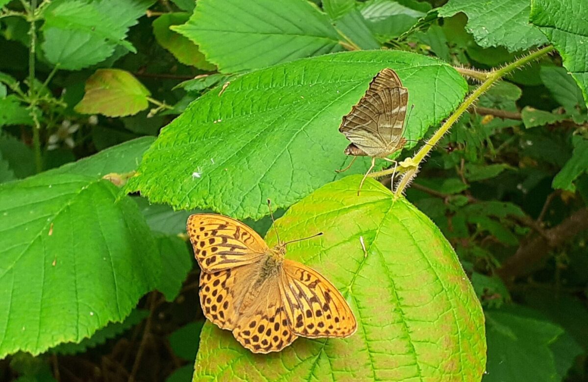 Silver washed fritillary butterflies by Belhus Park Ranger Tom Heenan