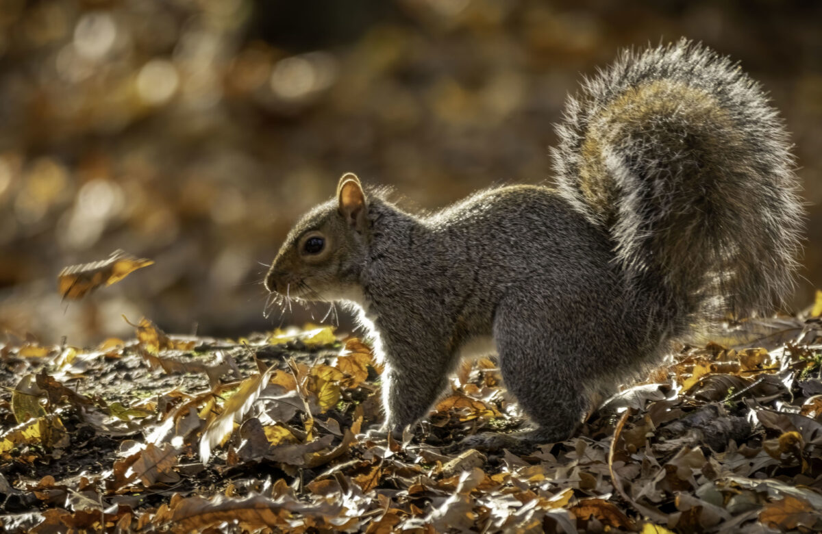 Squirrel in autumn leaves