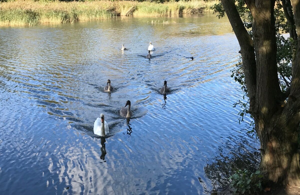 Swans on the lake at Great Notley
