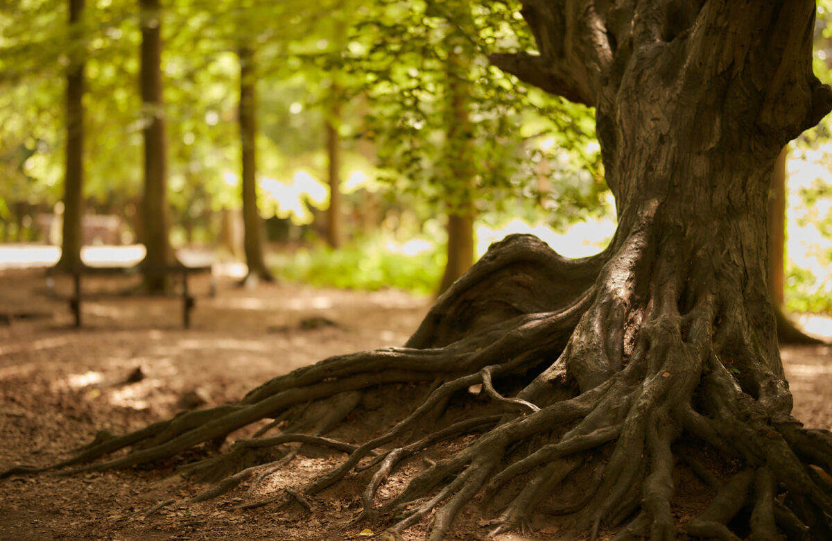 Thorndon Tree