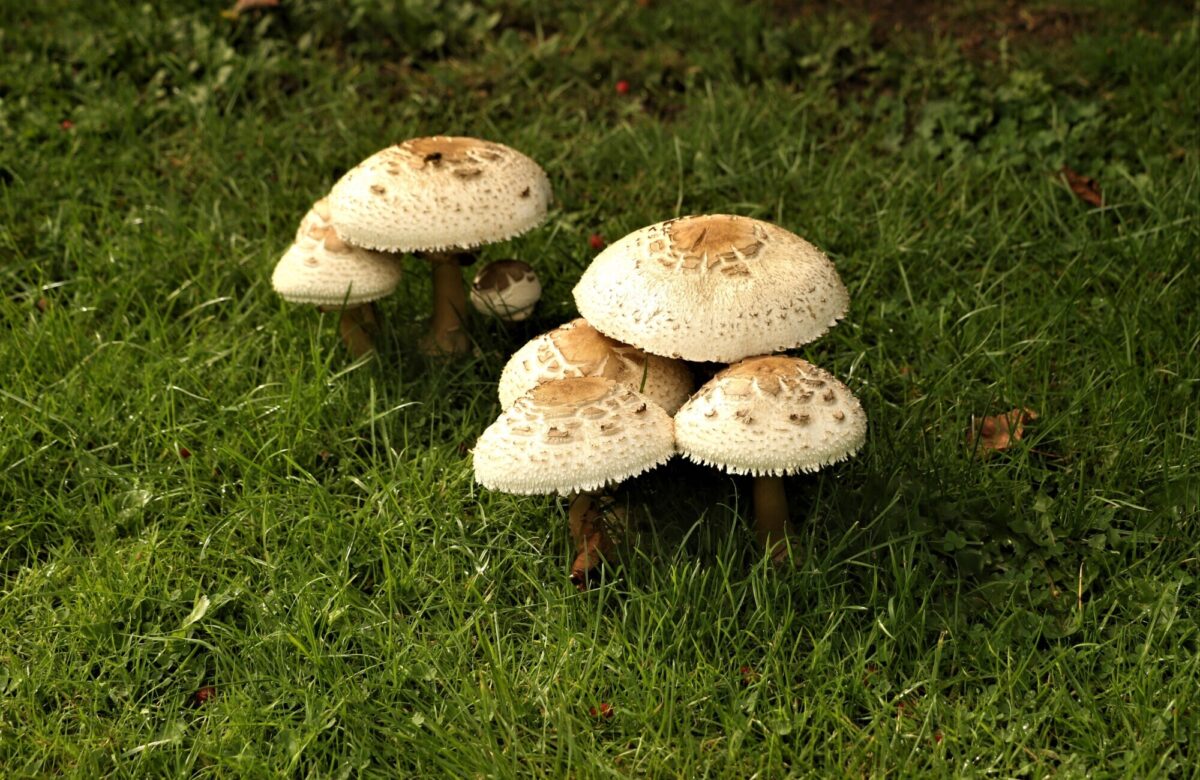 Toadstool
