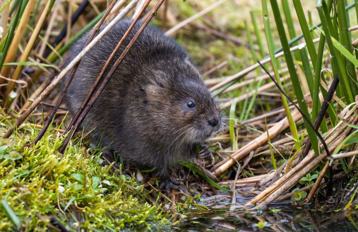Water Vole