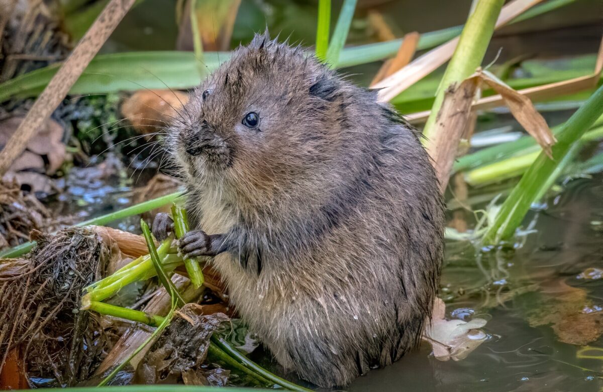 Water vole