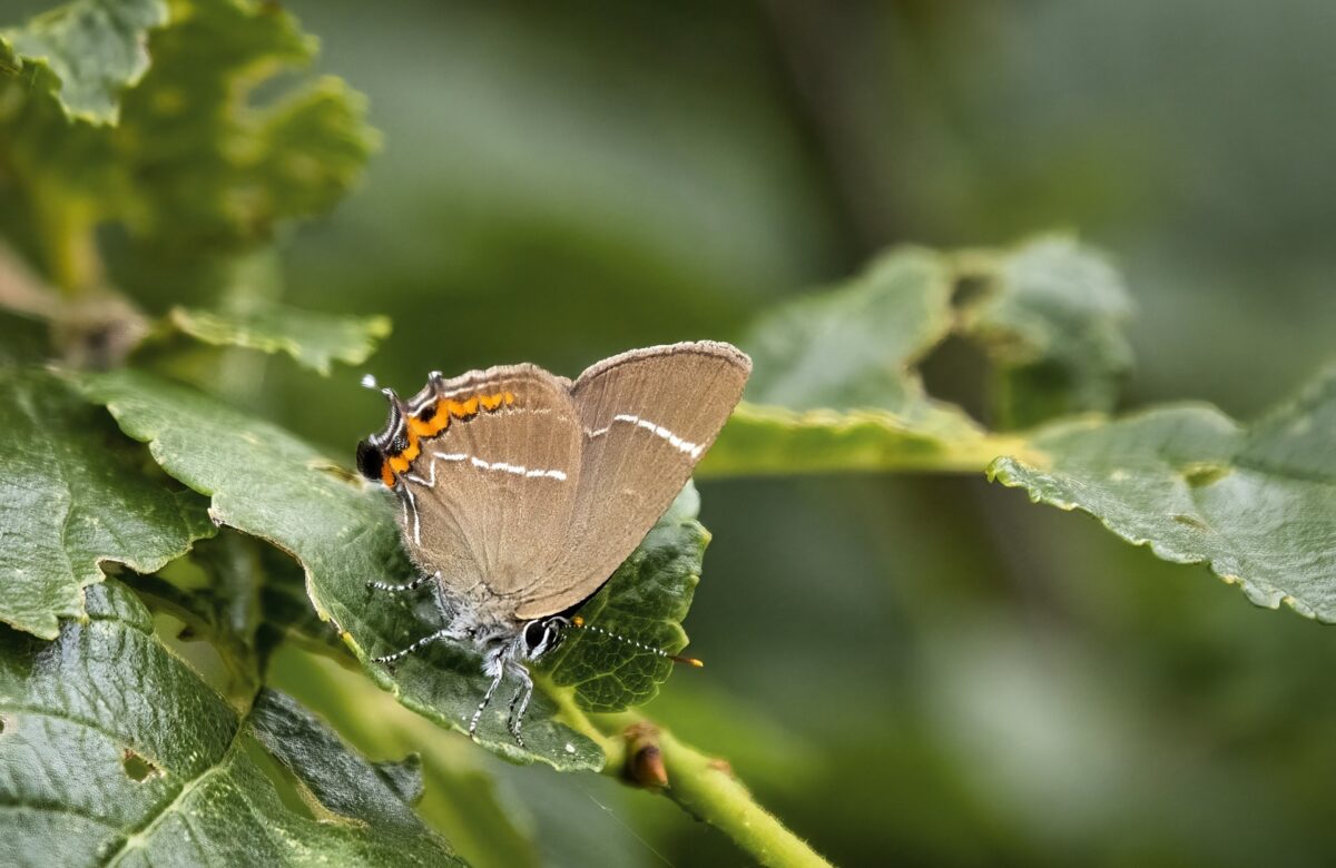 White Hairstreak 6474970 1920