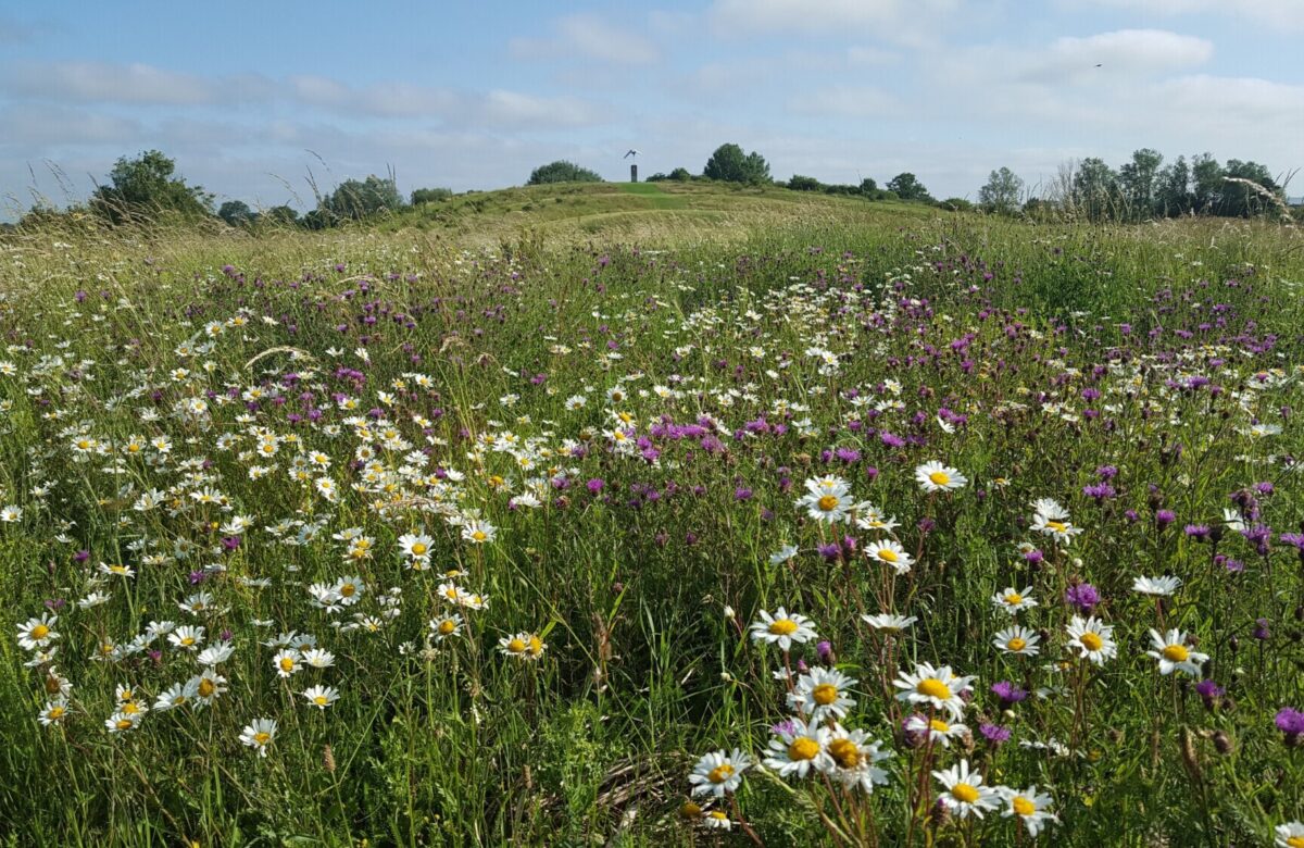 Wildflowers at Notley