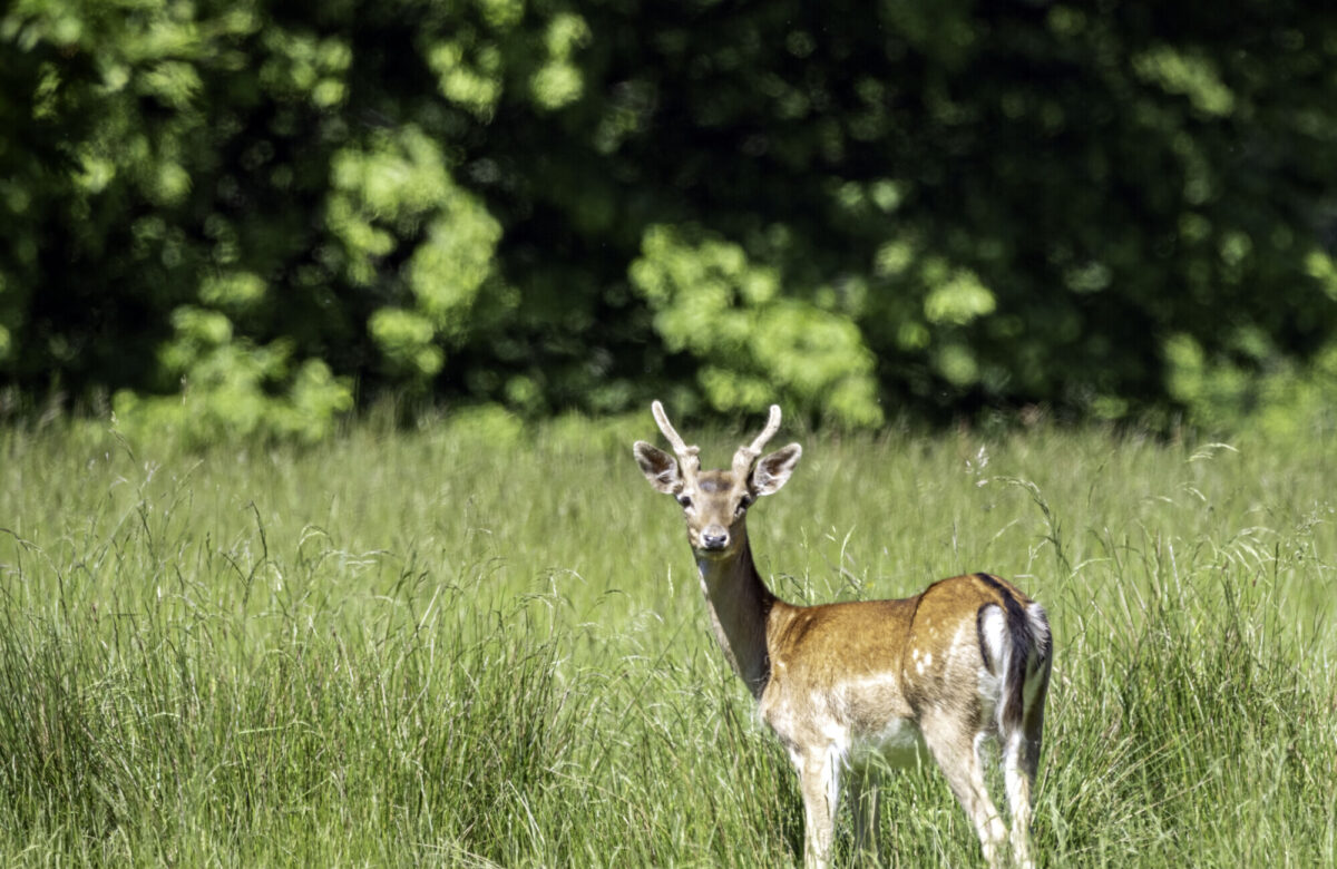 Young Fallow Deer Buck Meadow SW1
