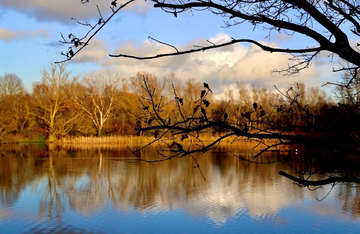 Belhus lake and tree winter SF