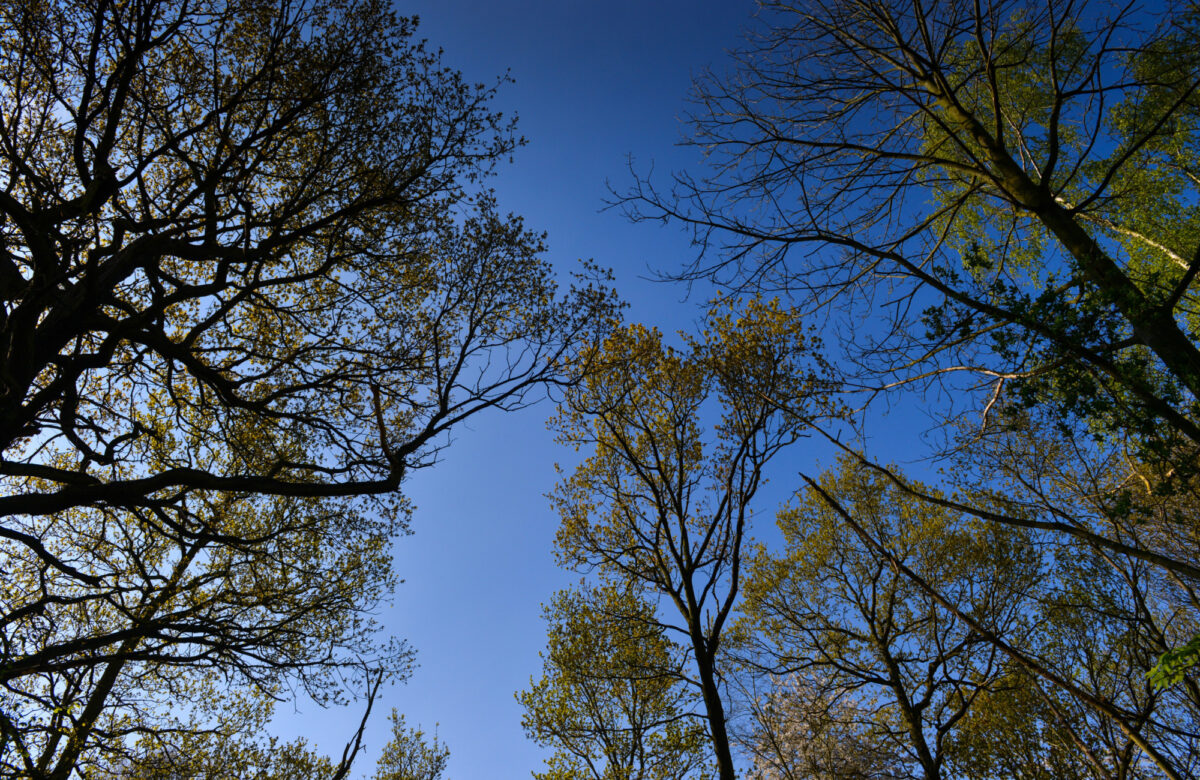 Looking into the tree canopy in a forest