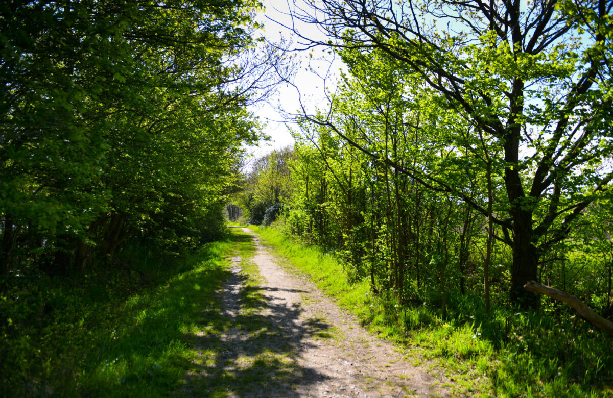 A muddy trail through a forest