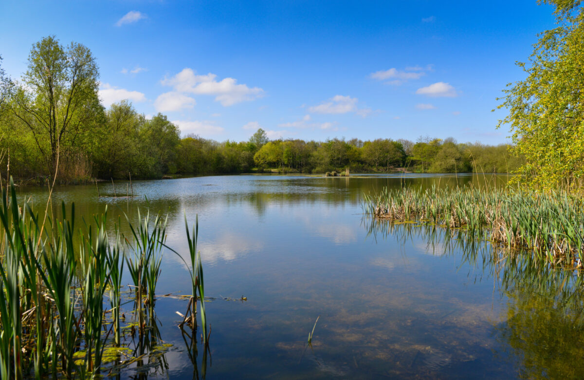 A tree-lined lake and reeds