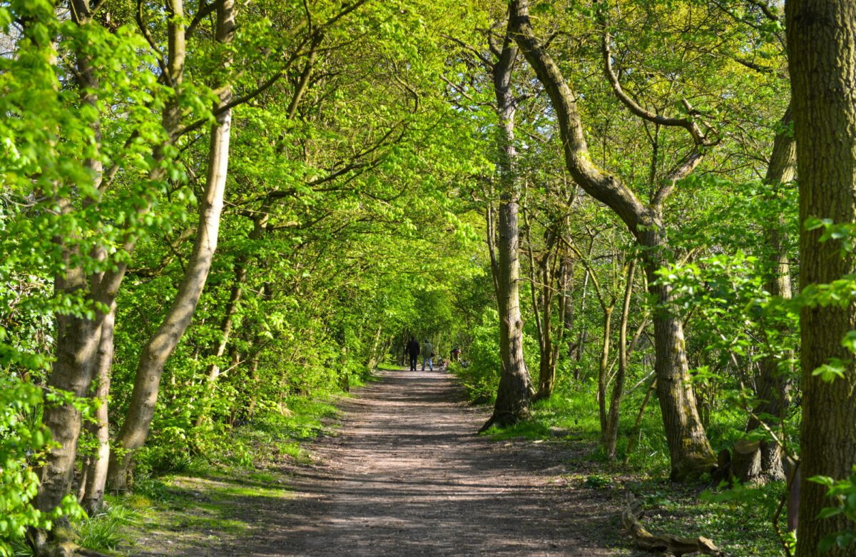 A tree-lined pathway in a forest