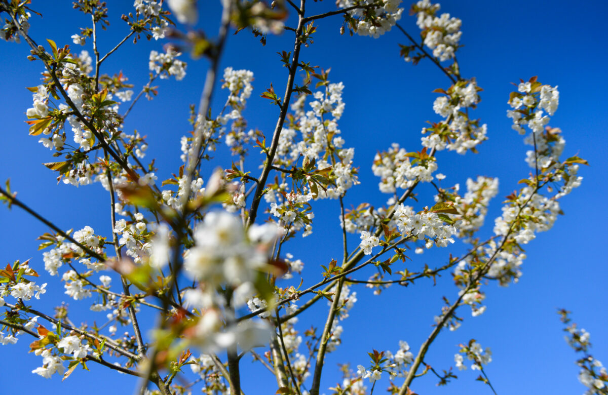 Blossom on a tree in spring