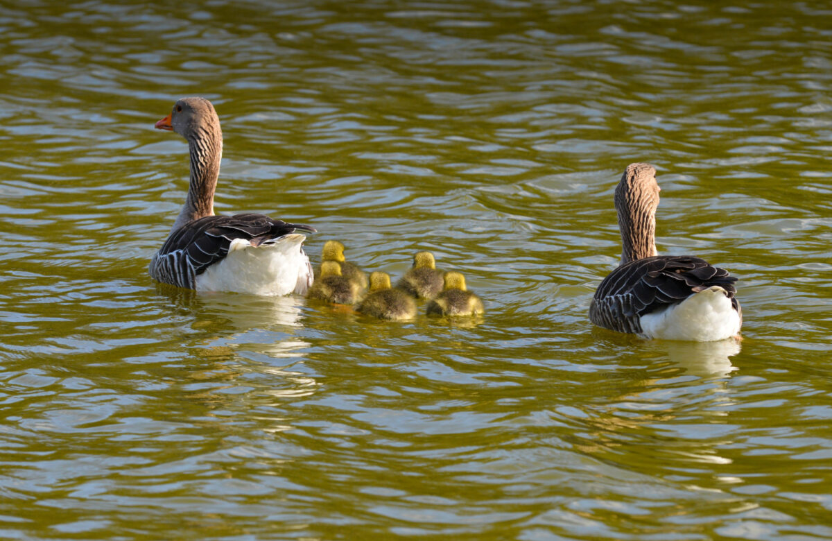 A family of geese on a lake