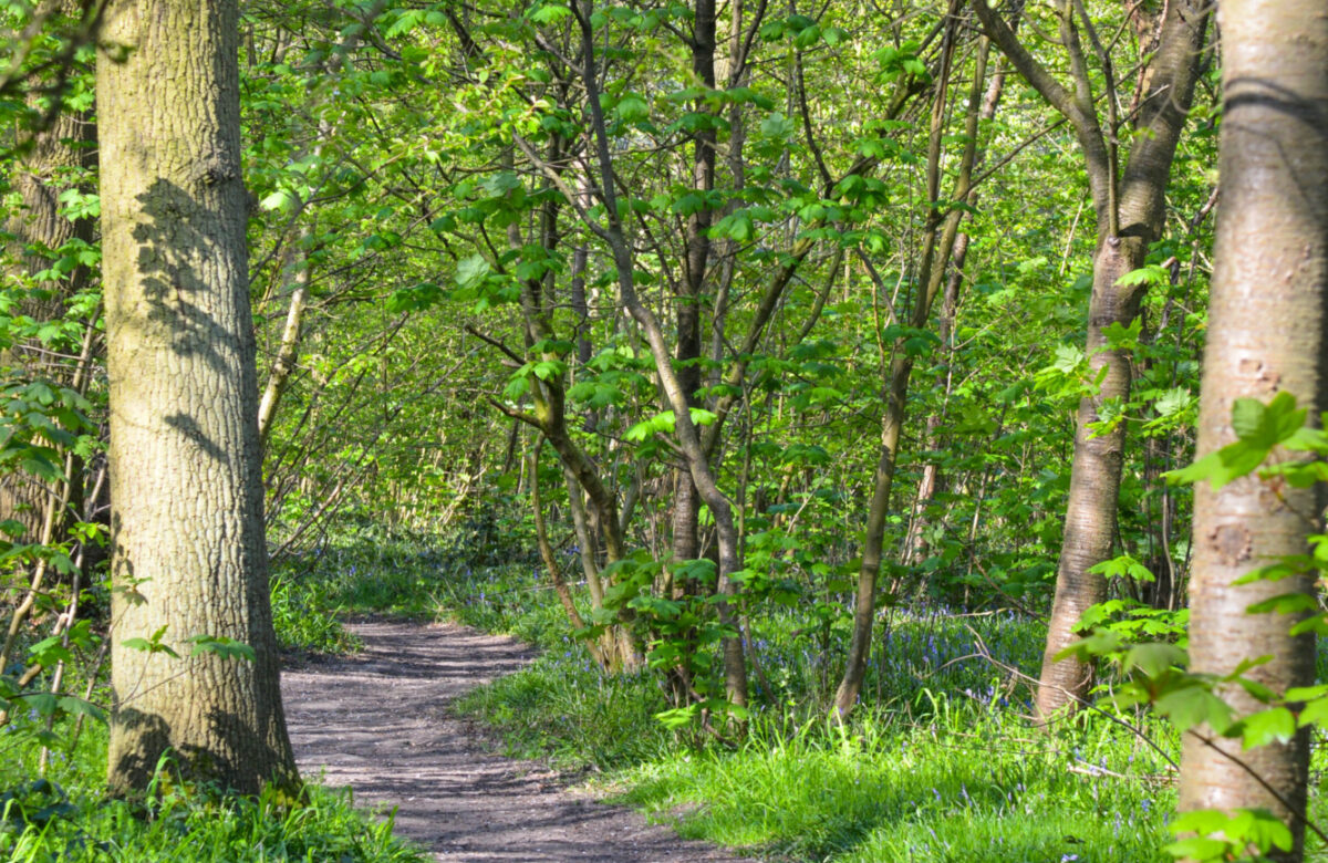 A trail through a forest