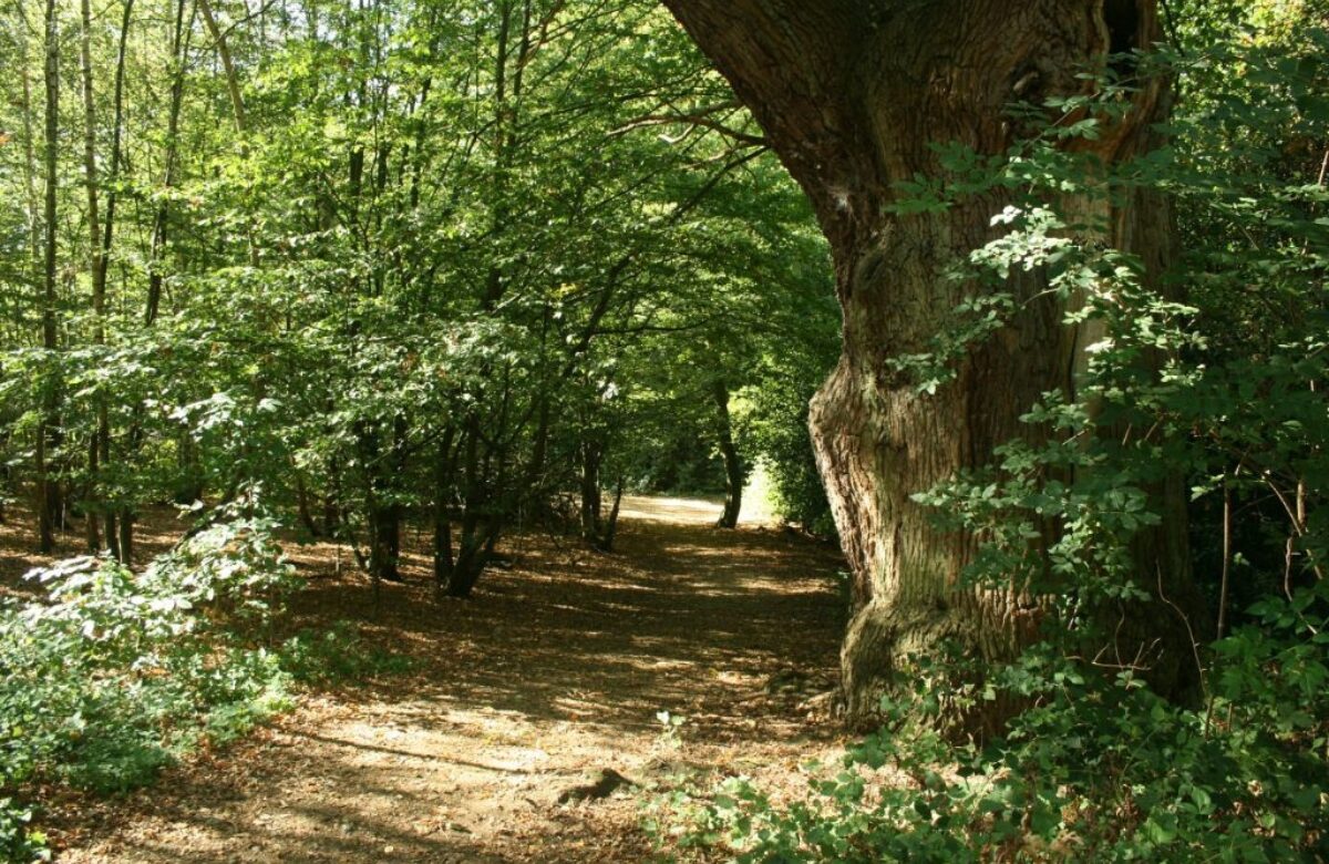 Danbury country park woods and path