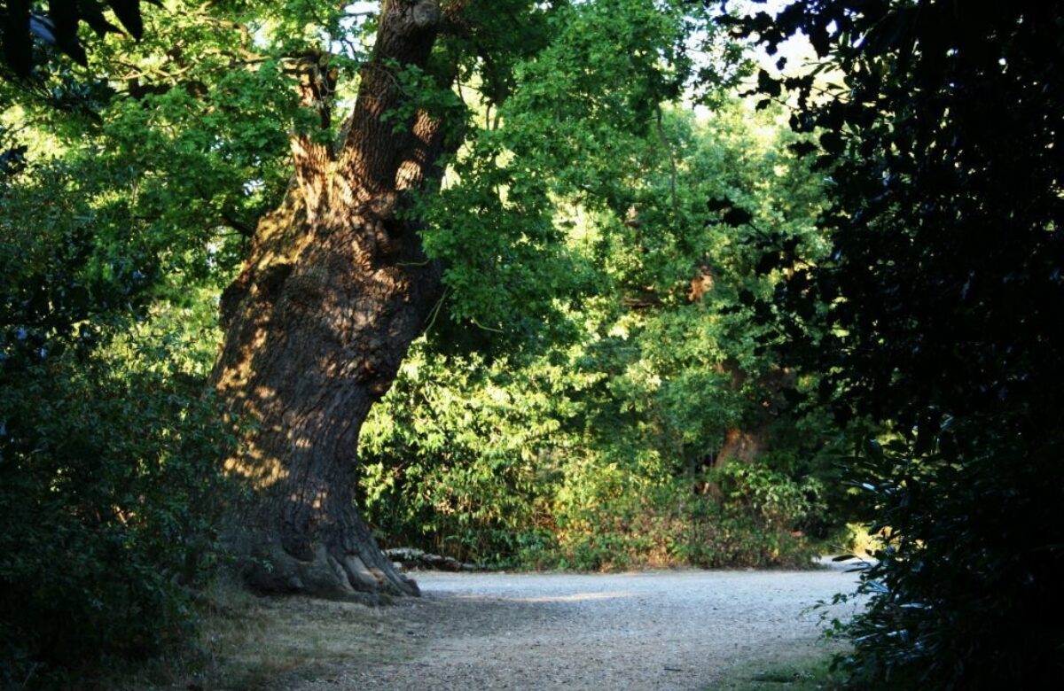 Danbury country park path and trees