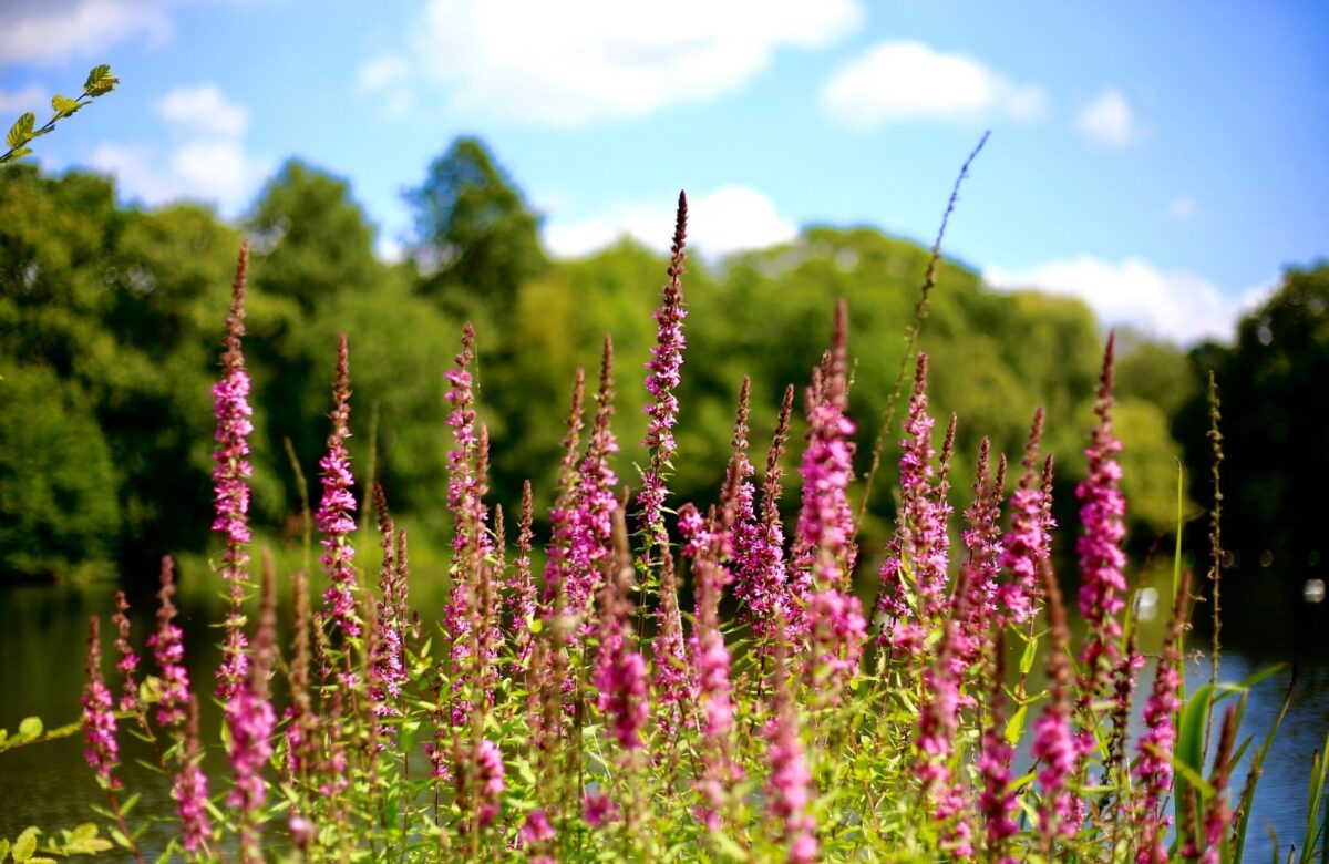 Danbury lake summer2
