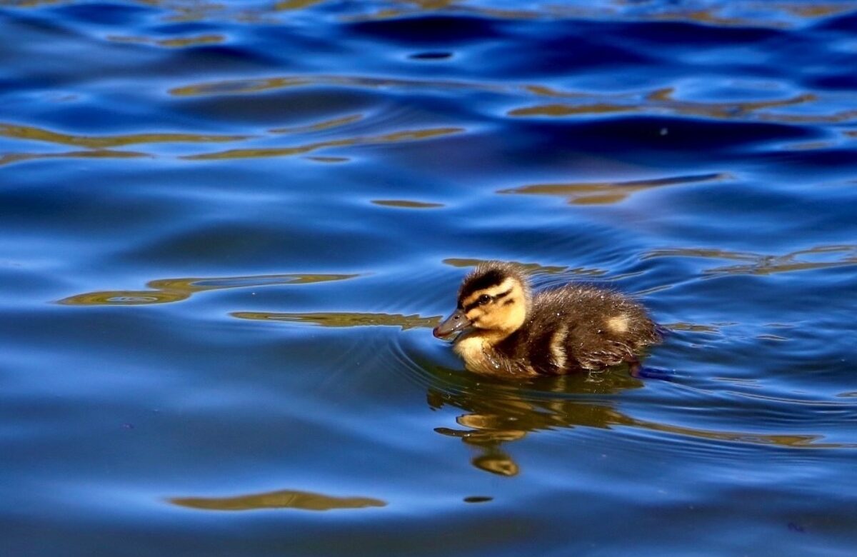 Duckling