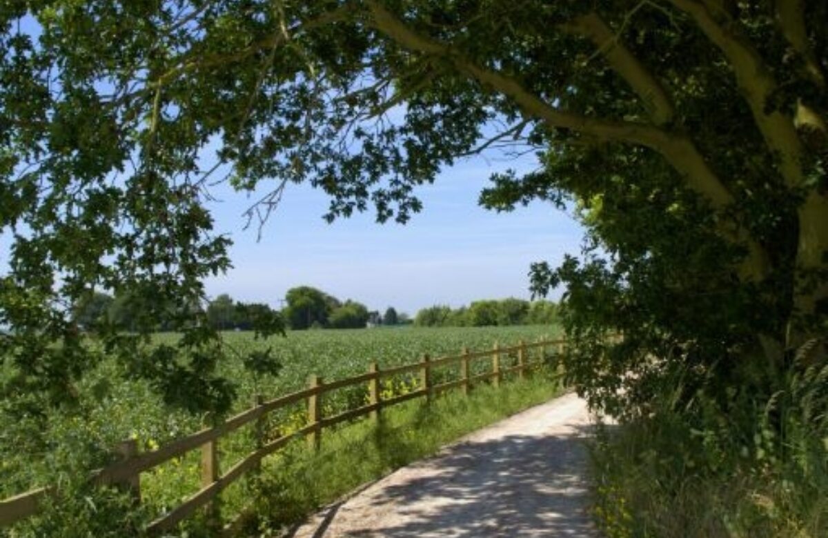 Flitch Way trail and trees
