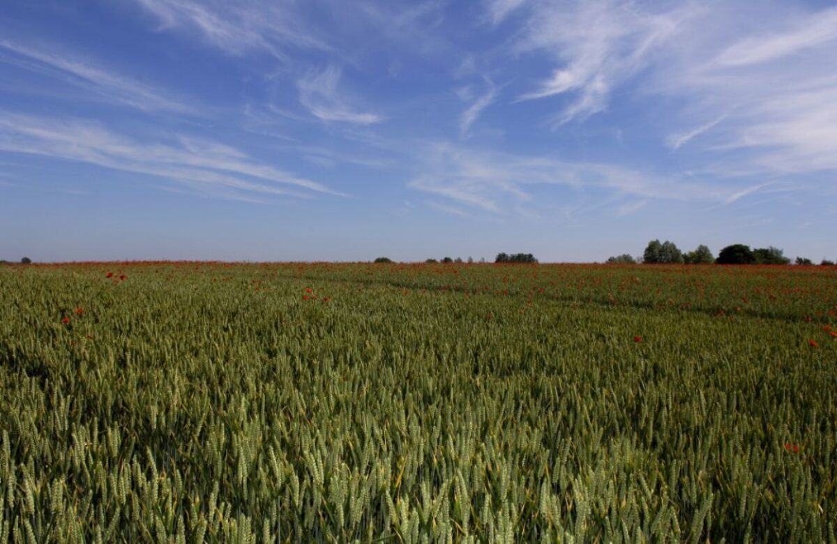 Flitch Way crop field