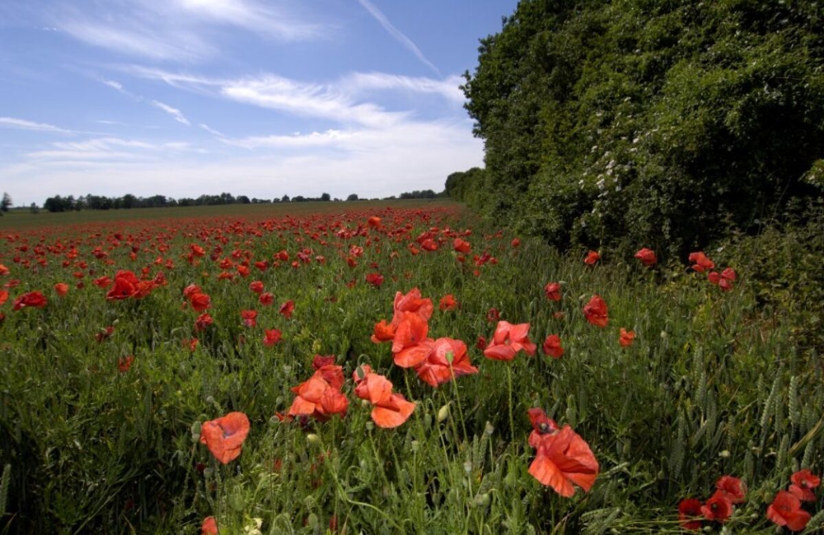 Flitch Way poppies in bloom