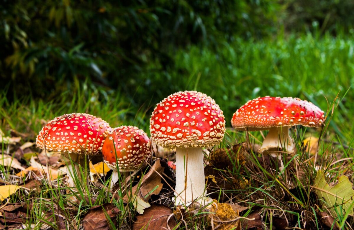 Fly agaric