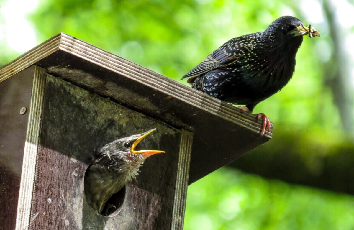 Garten gg bird 759955